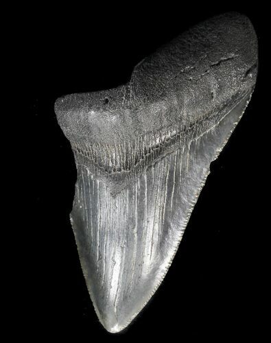 Partial, Serrated, Megalodon Tooth - Georgia #56728
